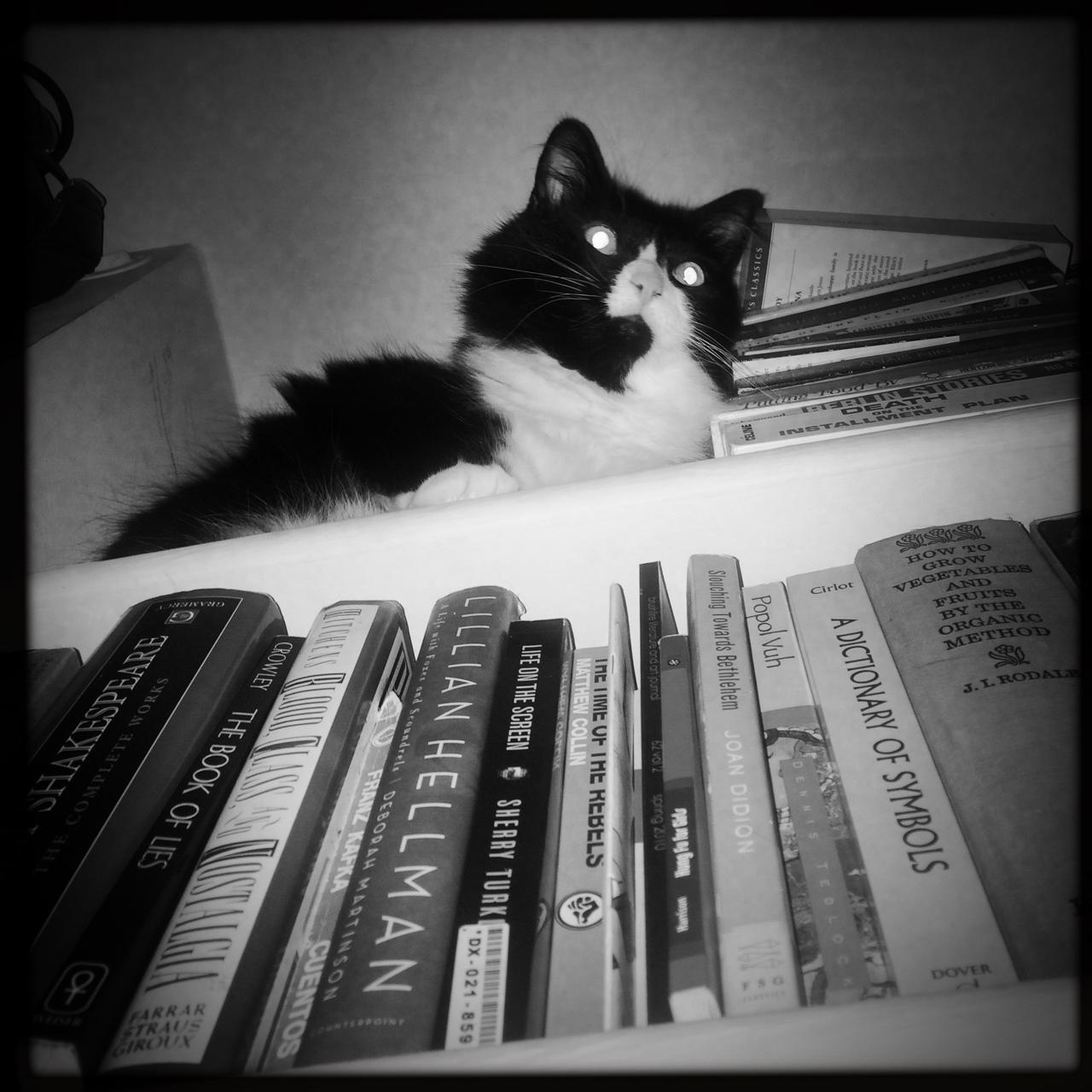 Frankie resting on a shelf of books