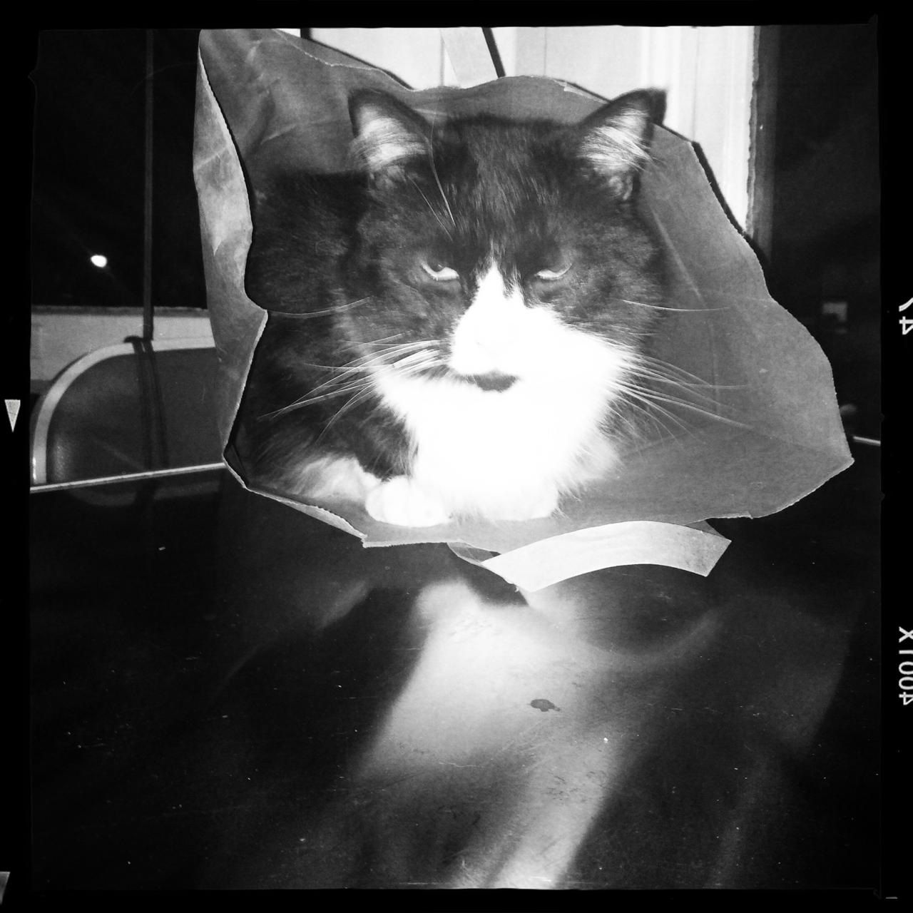 Frankie sitting in a paper grocery bag