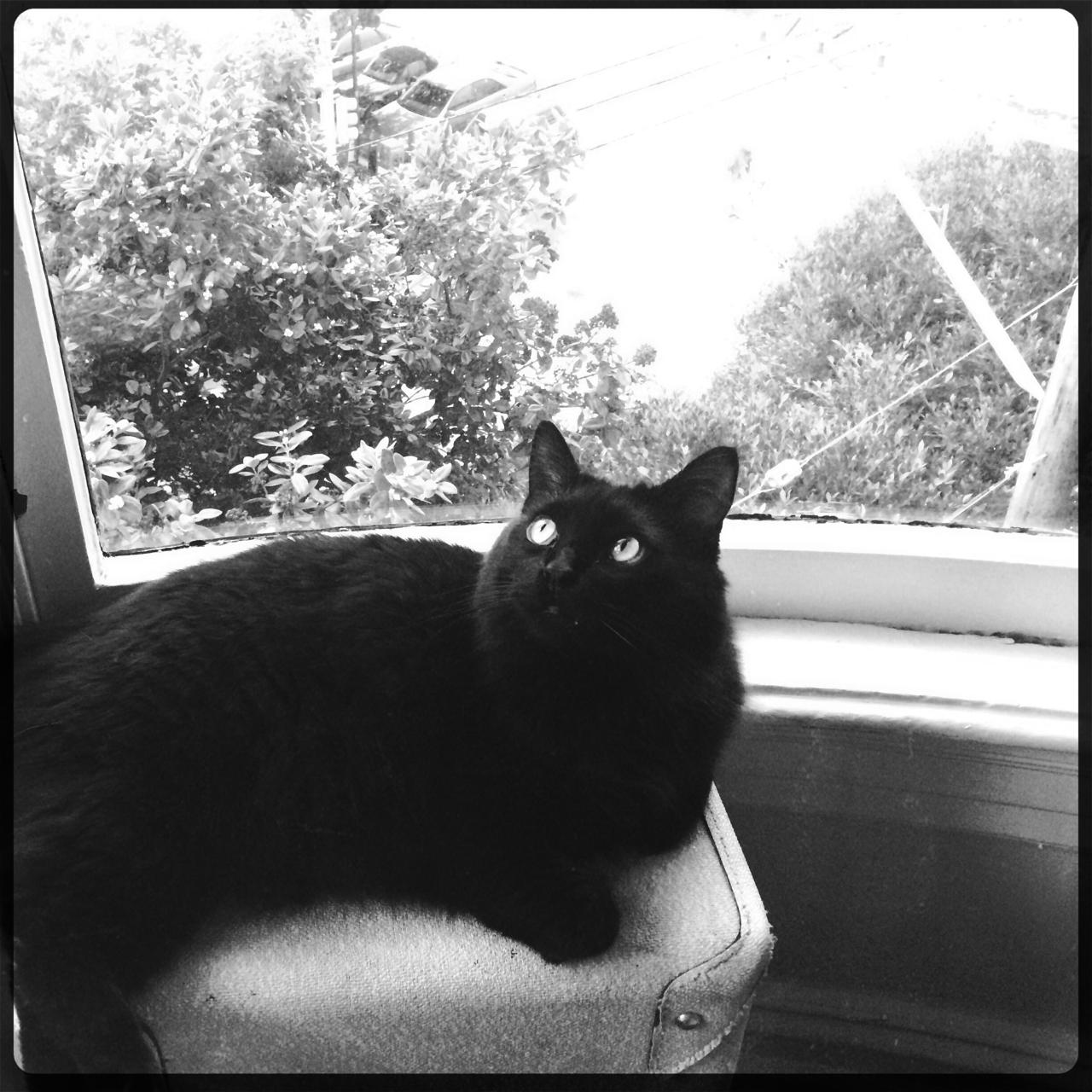 Tony perched on a suitcase, watching out the window