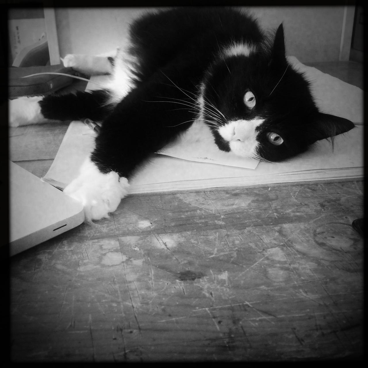 Frankie sprawled across papers on a desk