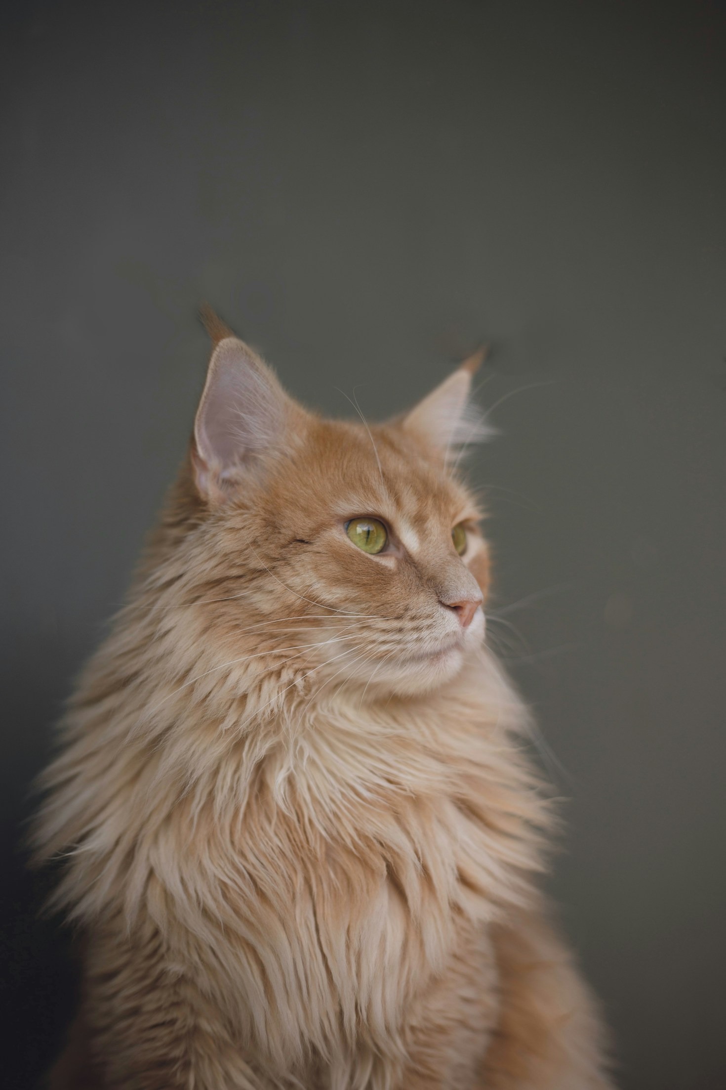 The Journey from Cat Lovers to Music Creators